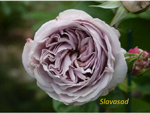 Color of Jupiter (Кале оф Юпітер) (Мультифлора)